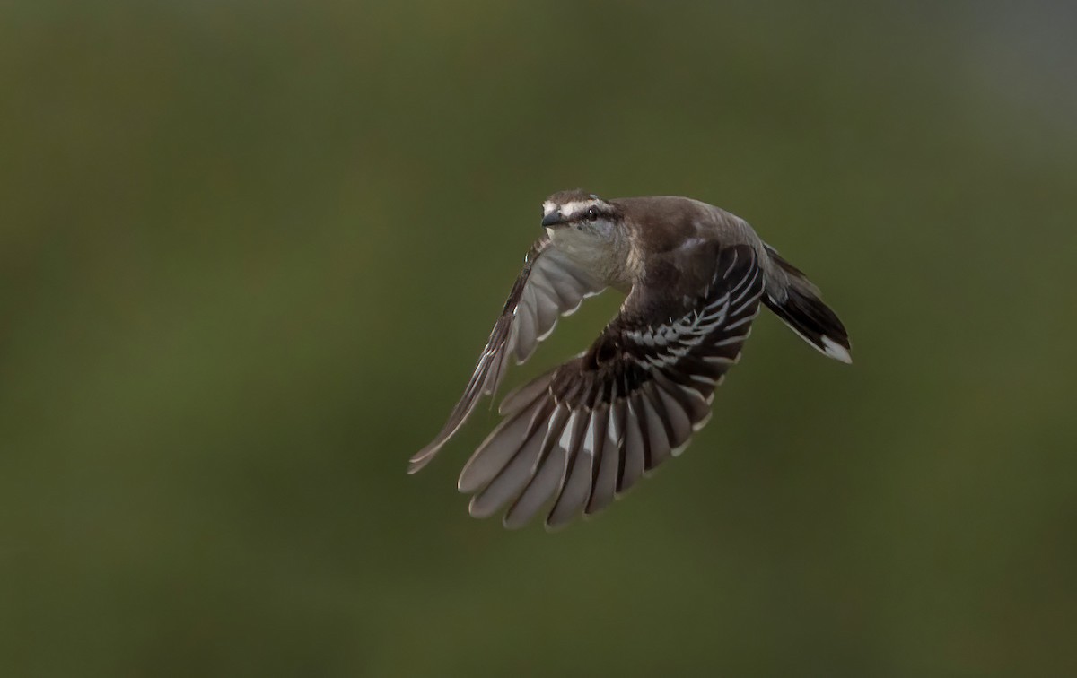 Pied Triller - ML645544094