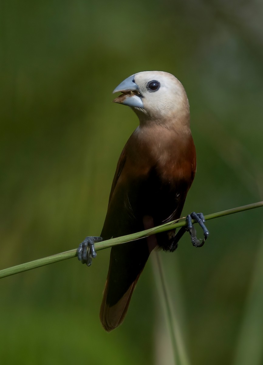 White-headed Munia - ML645544099