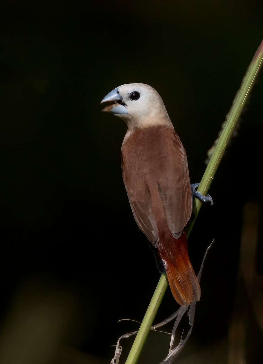 White-headed Munia - ML645544100