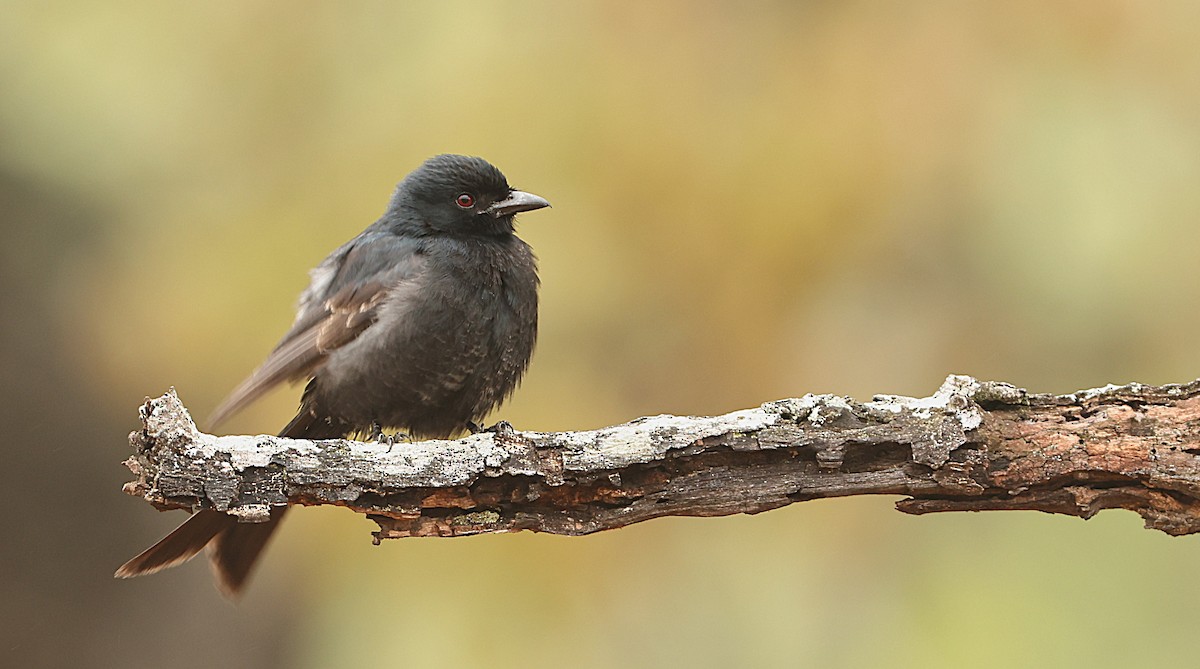 Fork-tailed Drongo - ML645544102