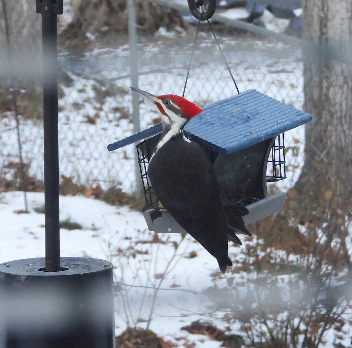 datel chocholatý - ML645544103