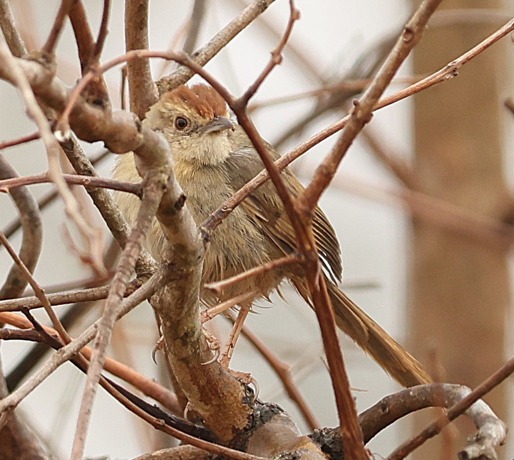 Rock-loving Cisticola (Lazy) - ML645544105