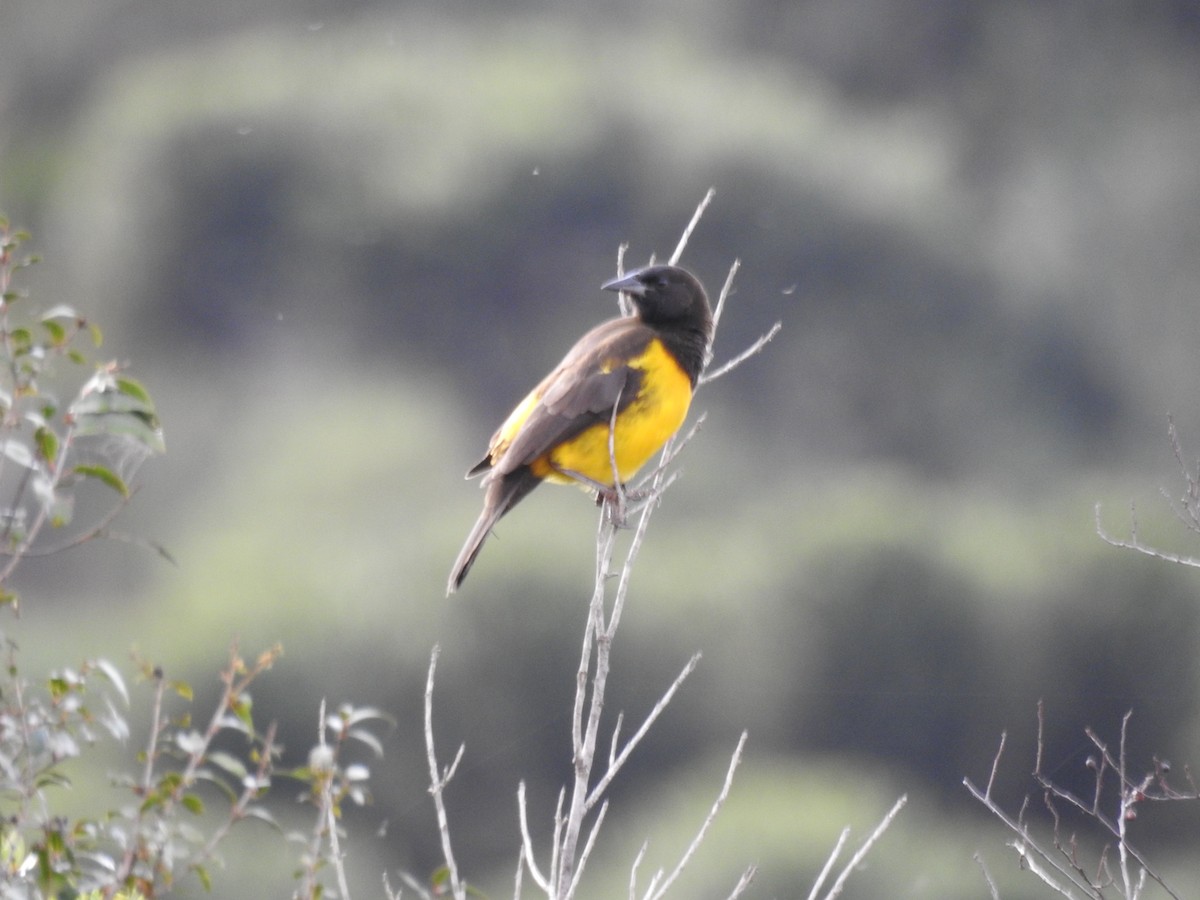 Мочарець жовтогузий - ML645544106