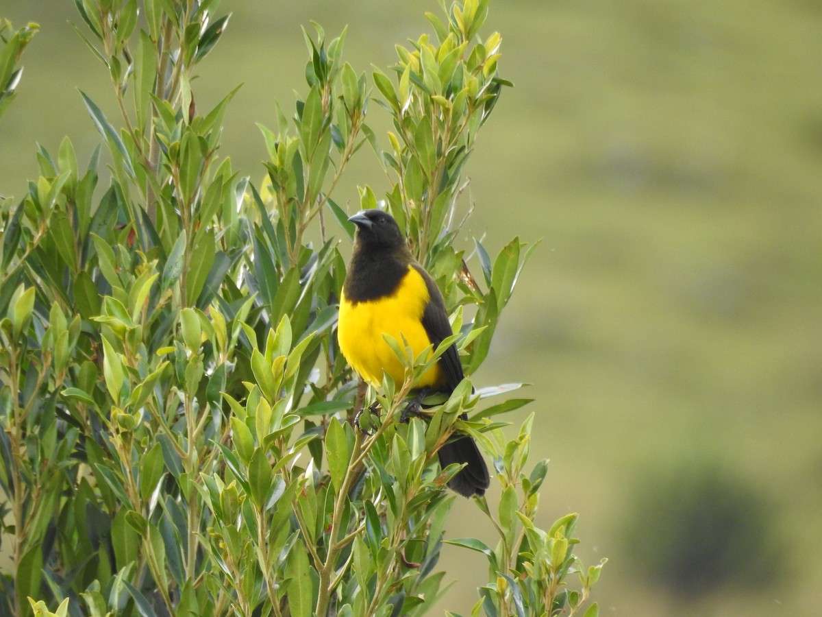 Мочарець жовтогузий - ML645544112