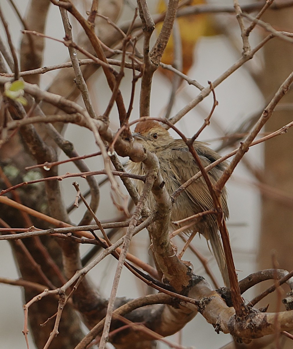 Rock-loving Cisticola (Lazy) - ML645544119