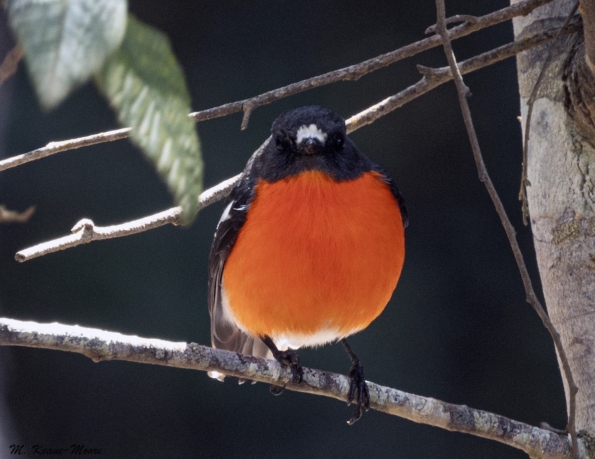 Flame Robin - ML645544120