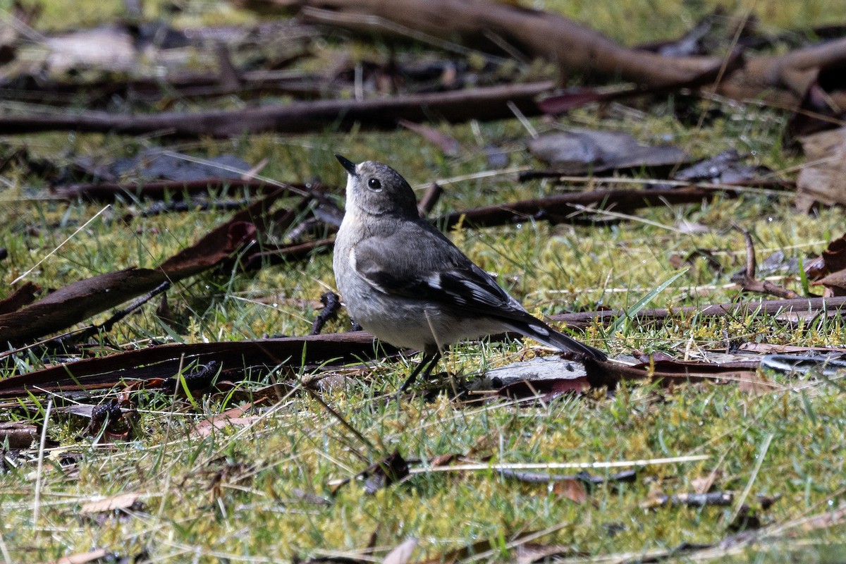 Flame Robin - ML645544121