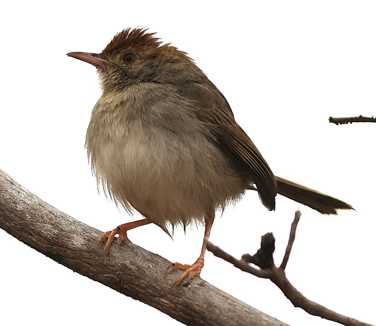 Piping Cisticola - ML645544126