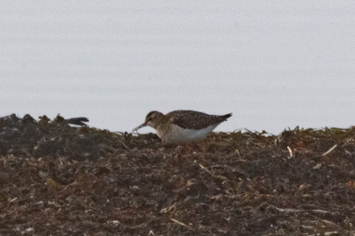 vodouš bahenní - ML645544131