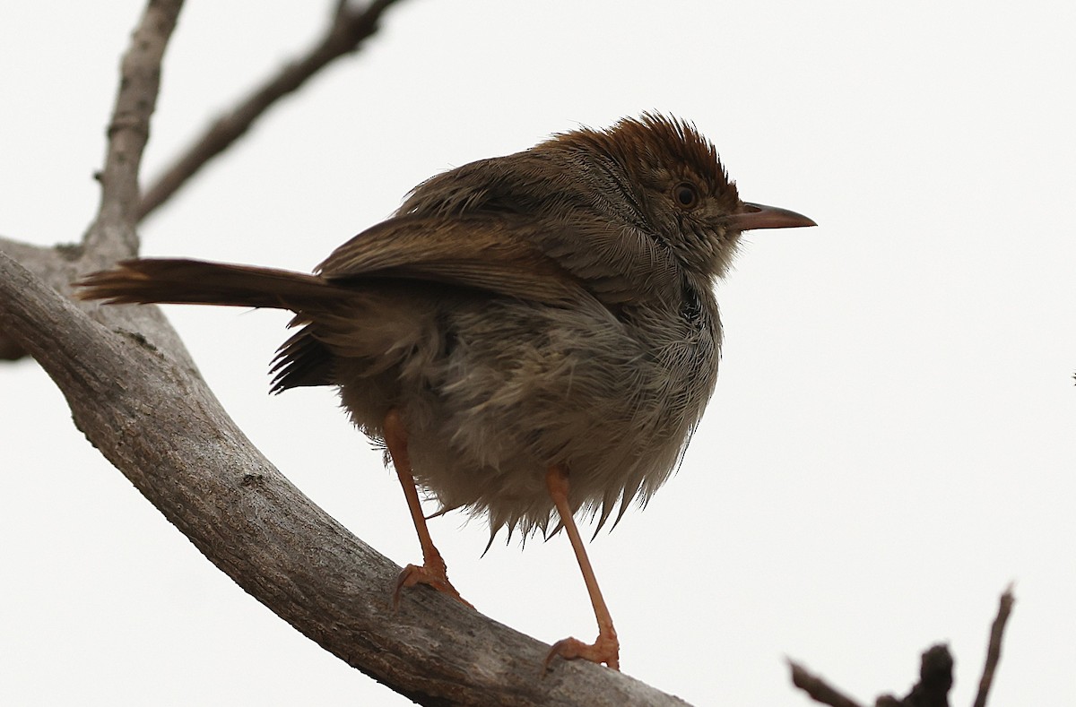 Piping Cisticola - ML645544132