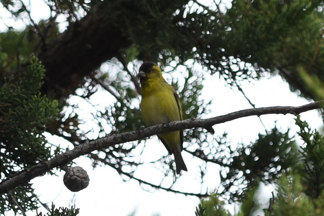 čížek vousatý - ML645544138