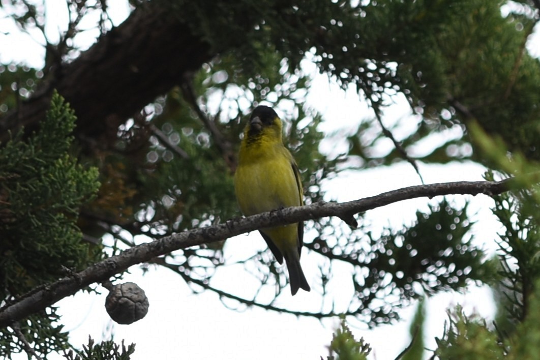 čížek vousatý - ML645544140