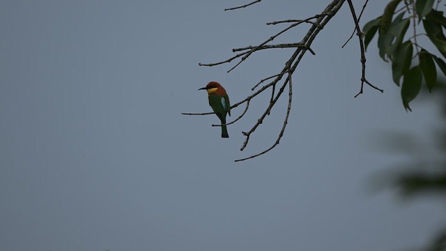 Бджолоїдка індійська - ML645544141