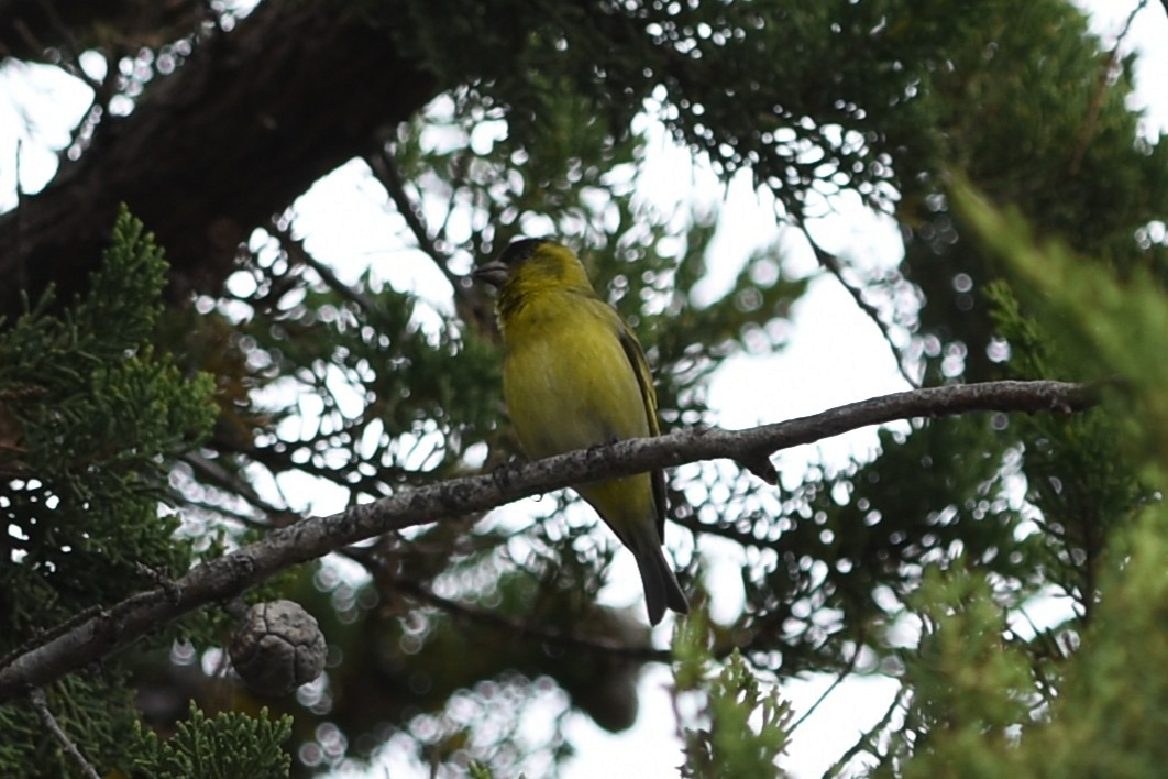 Чиж бородатий - ML645544142