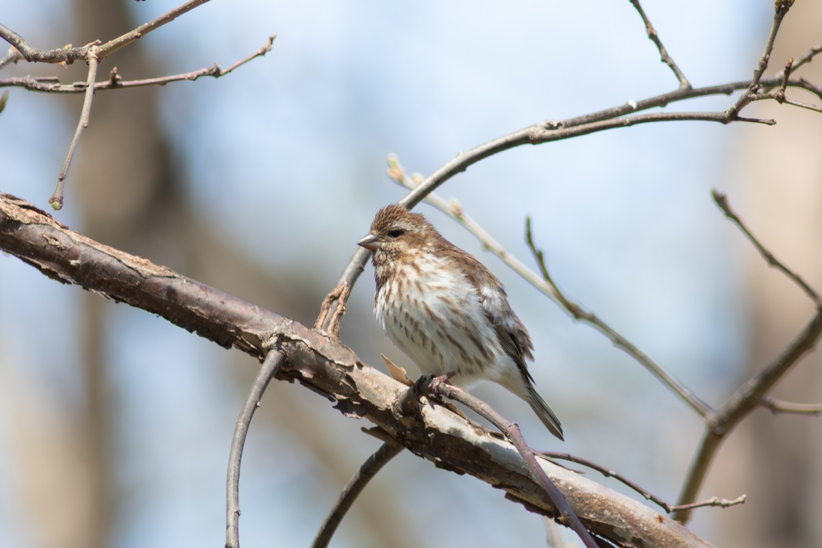 Чечевиця кармінова - ML645544143