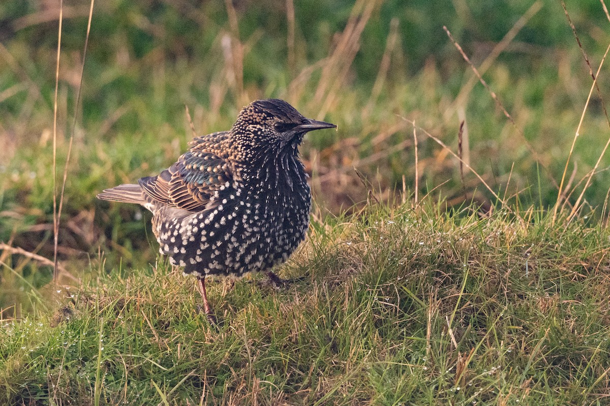 Шпак звичайний - ML645544144