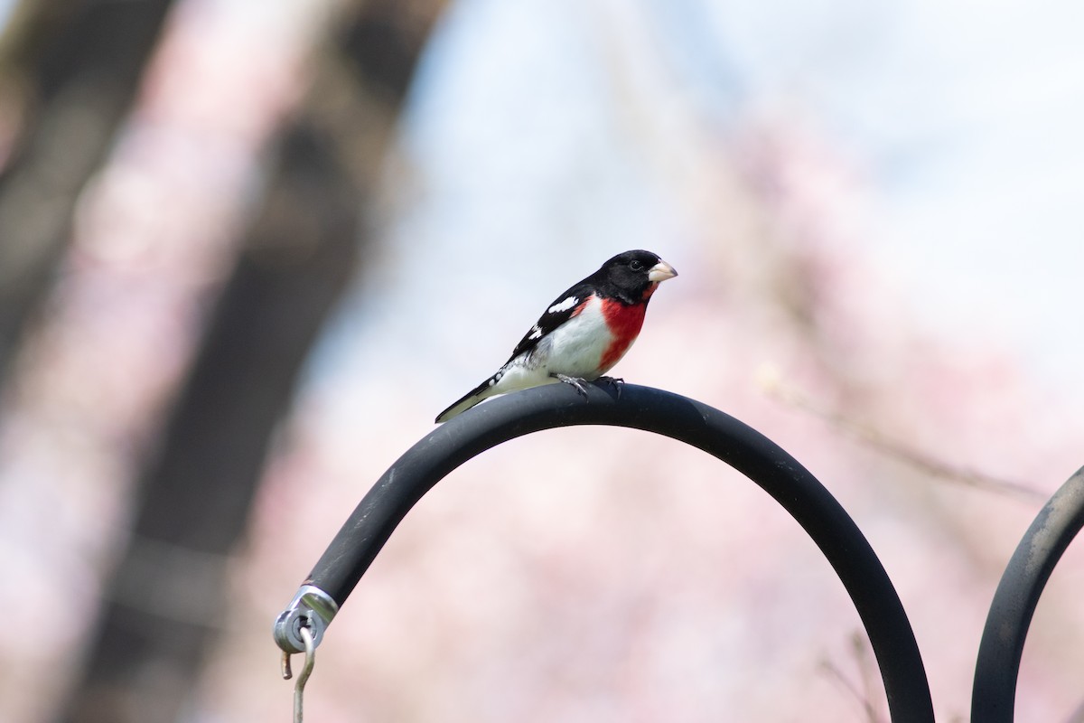 Кардинал-довбоніс червоноволий - ML645544145