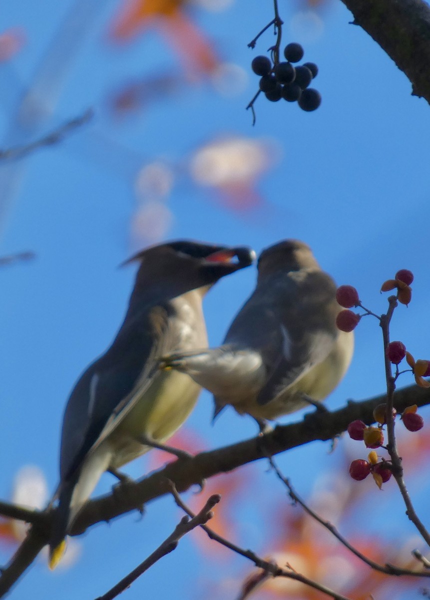 Омелюх американський - ML645544146