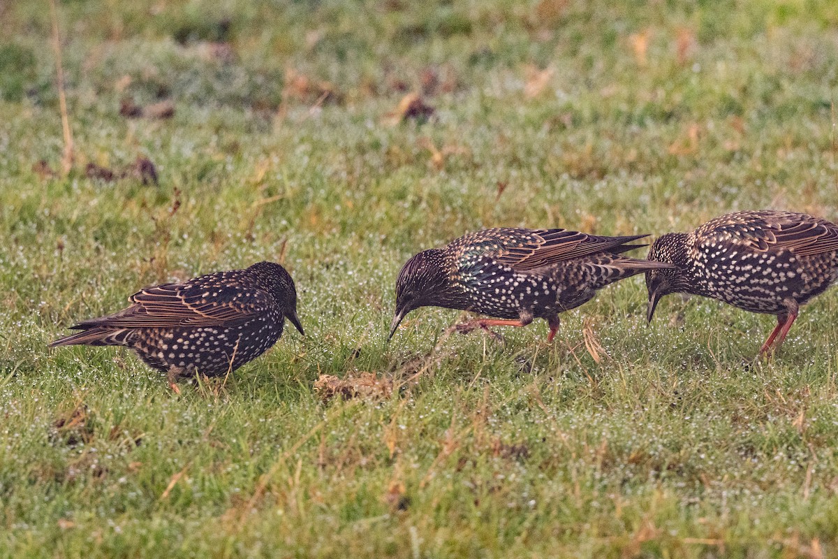 Шпак звичайний - ML645544147