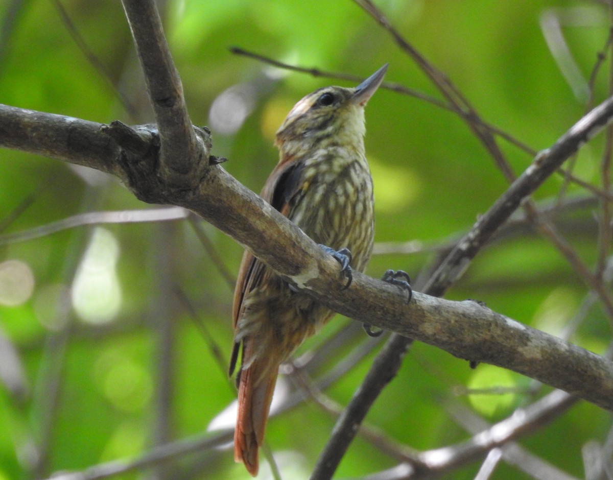 Піколезна руда - ML645544148