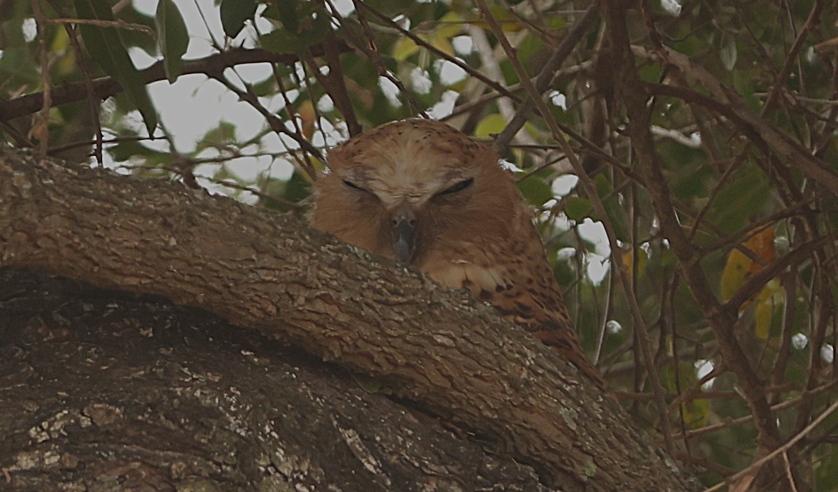 Сова-рибоїд смугаста - ML645544150