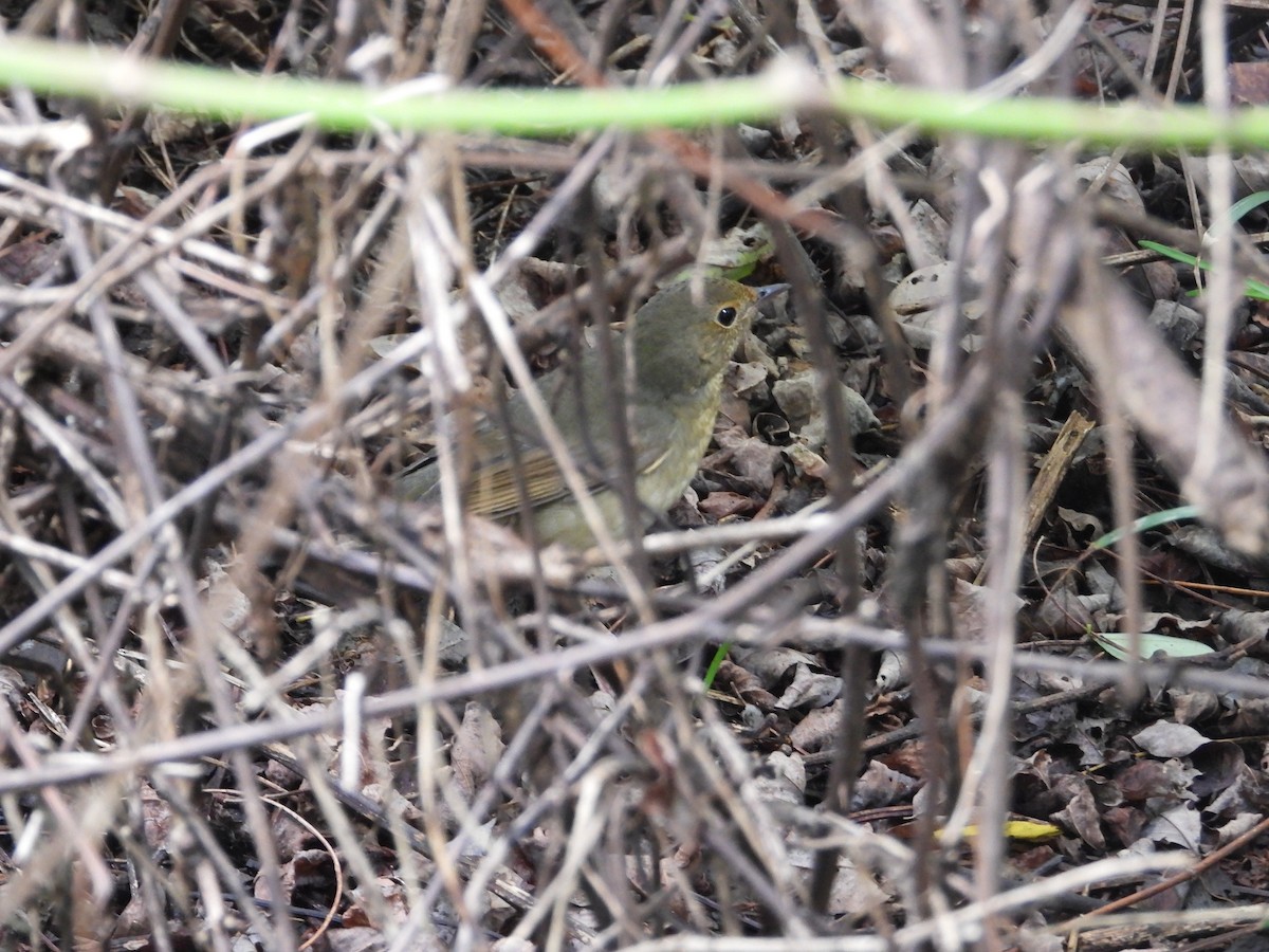 Соловейко синій - ML645544151