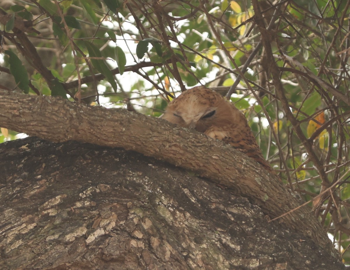 Сова-рибоїд смугаста - ML645544155