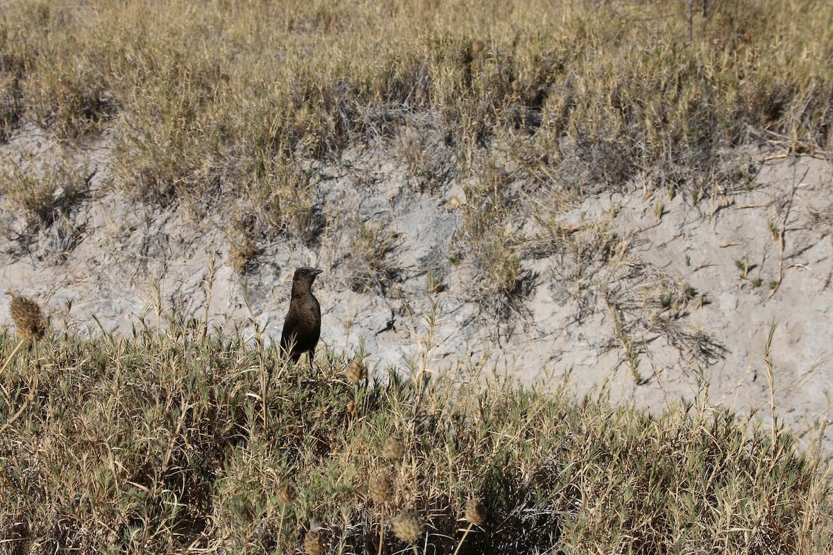 Смолярик південний - ML645544157