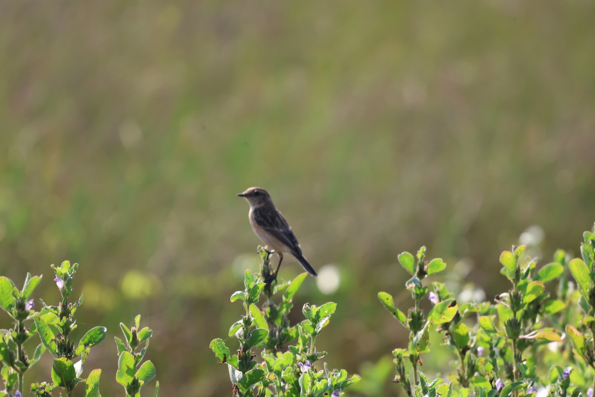 Трав'янка білошия - ML645544158