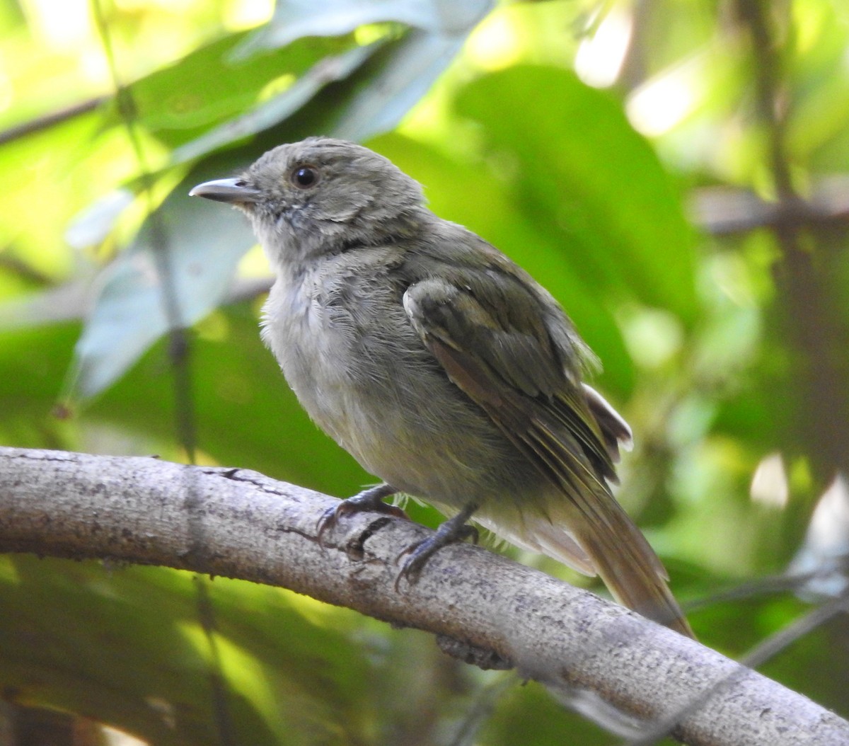 Манакін-вертун білочеревий - ML645544165