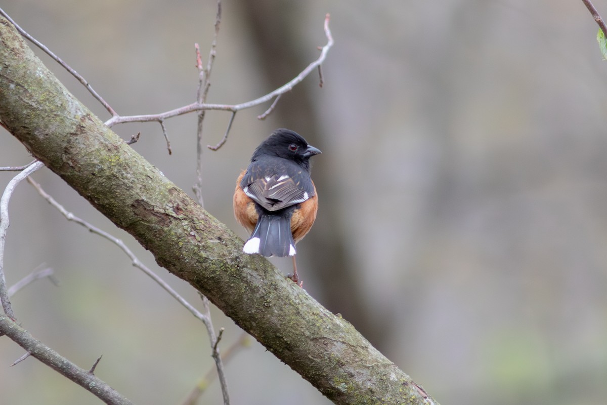 Тауї східний - ML645544168
