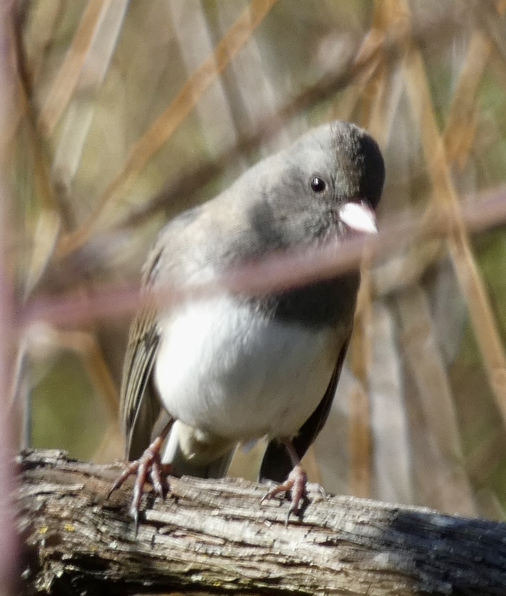 Юнко сірий - ML645544169