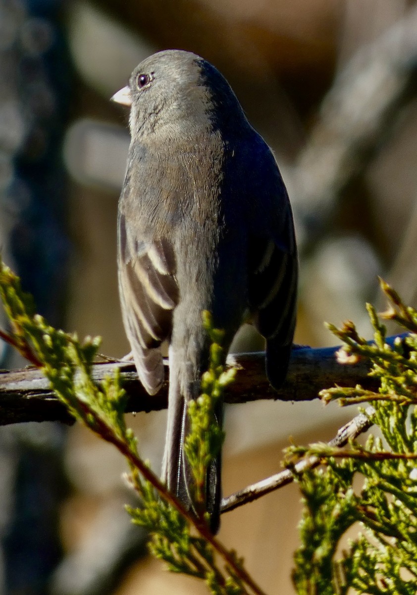 Юнко сірий - ML645544170