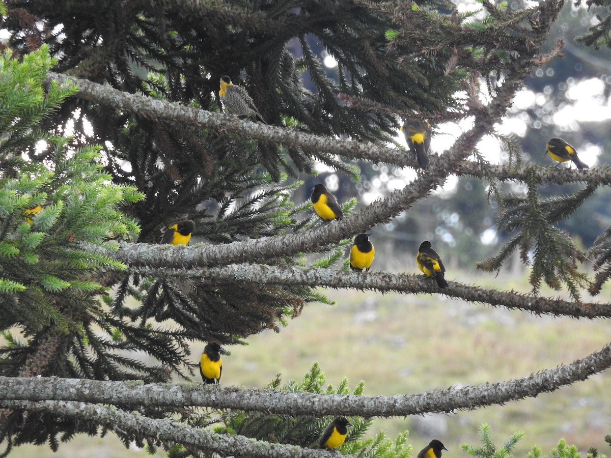 Мочарець жовтогузий - ML645544171