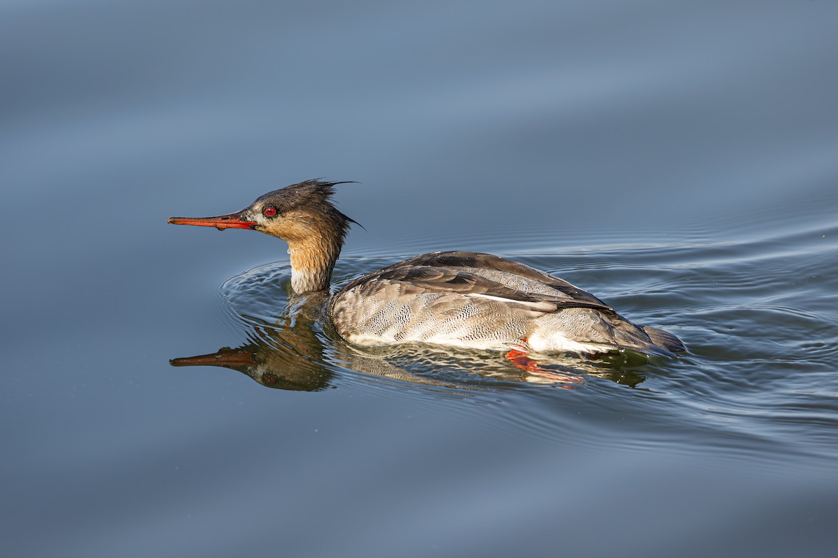 Крех середній - ML645544172