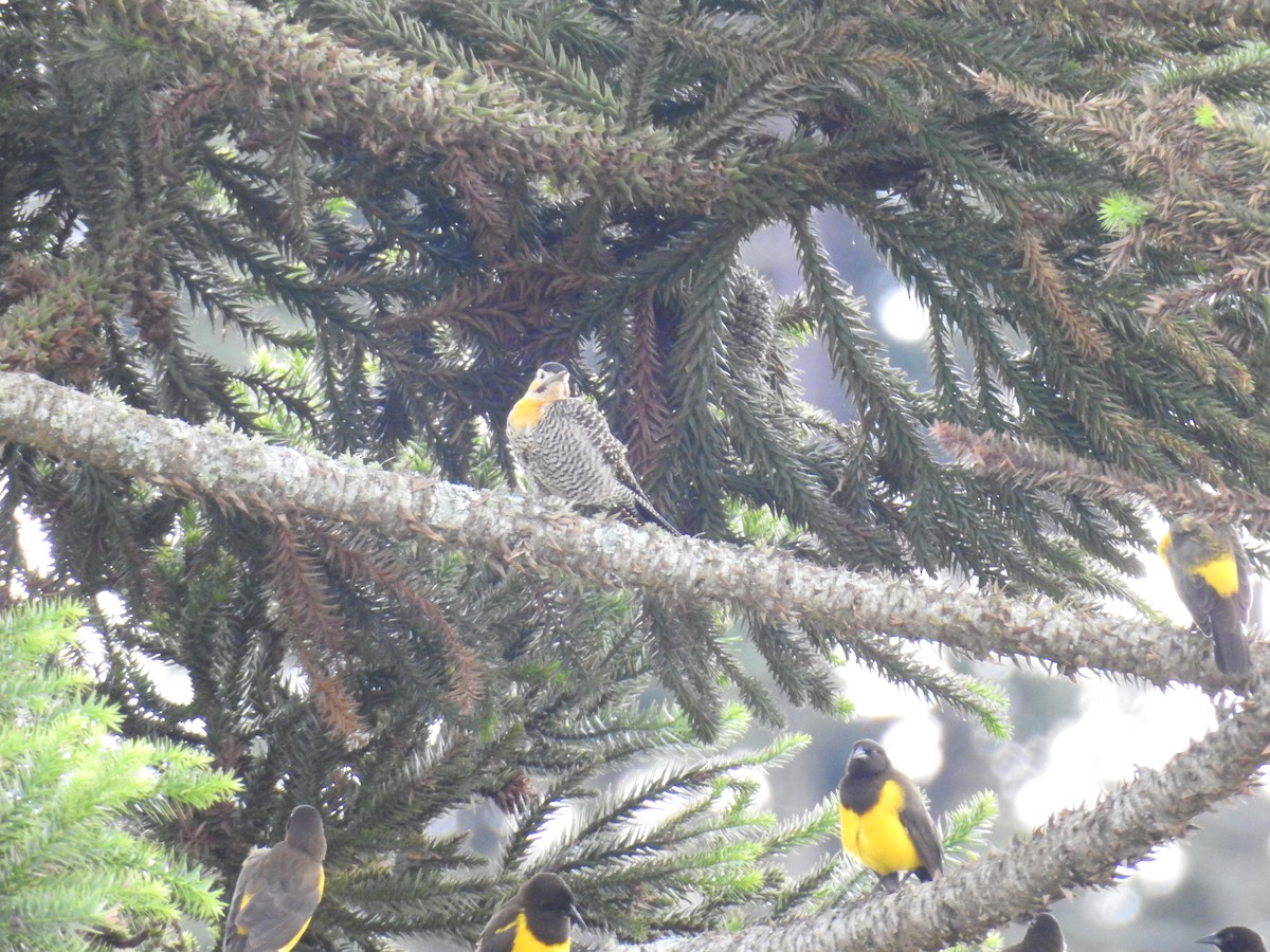 Декол польовий - ML645544174