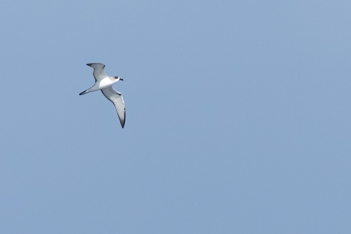 Juan Fernandez Petrel - ML645544175