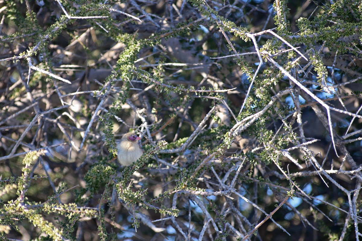 Астрильд гранатовий - ML645544177