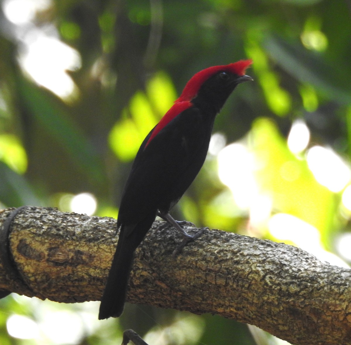 Манакін малиновоголовий - ML645544179