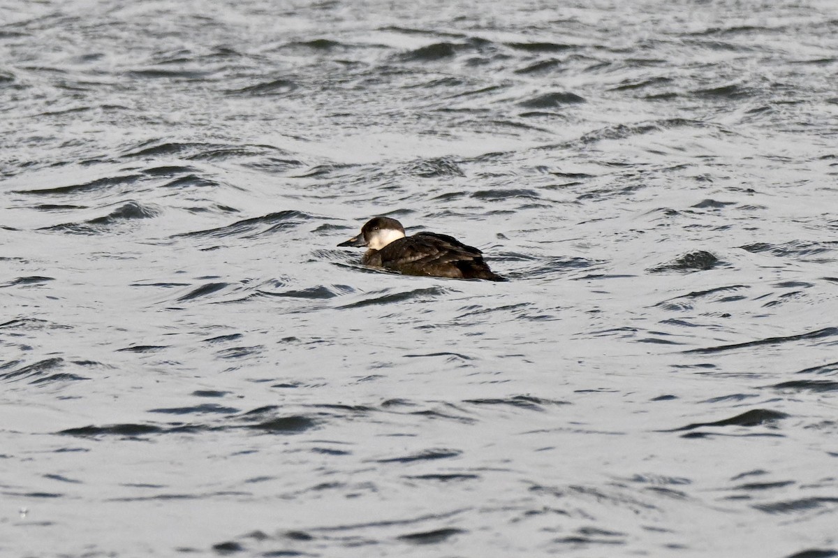 Синьга євразійська - ML645544180