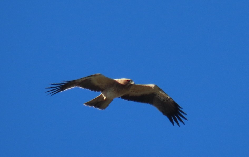 Орел-карлик малий - ML645544181