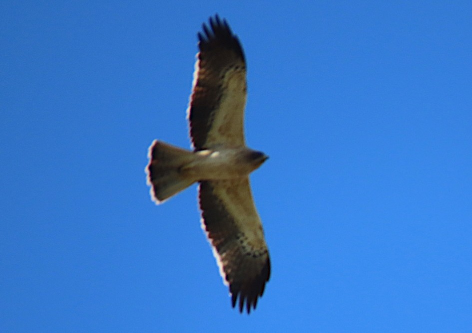 Орел-карлик малий - ML645544182