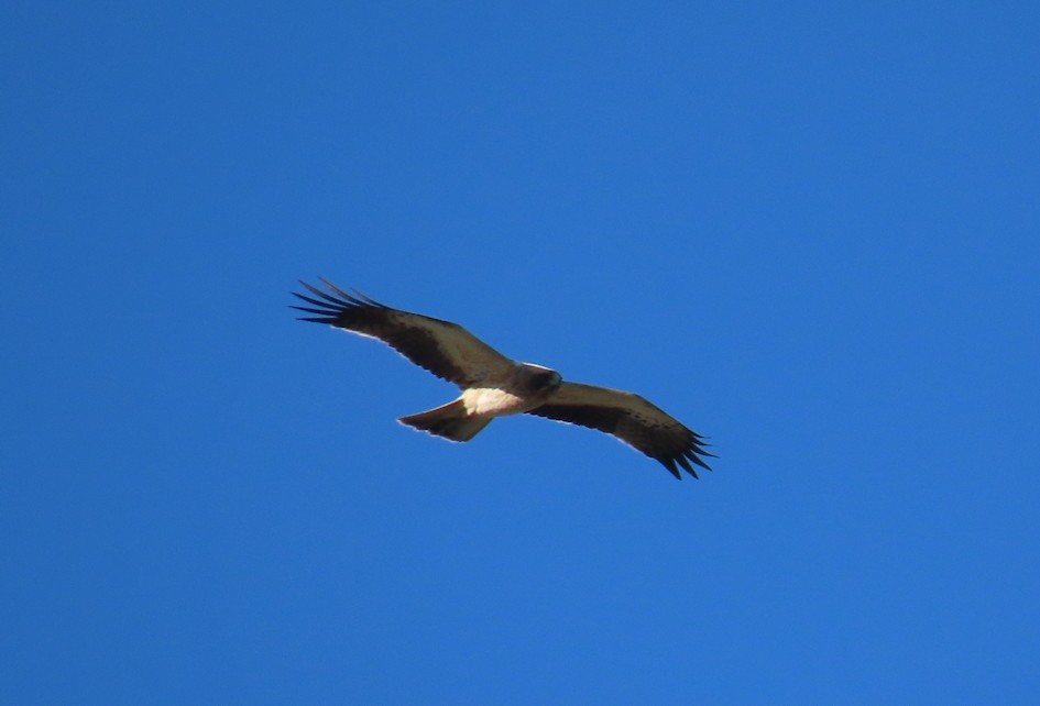 Орел-карлик малий - ML645544183