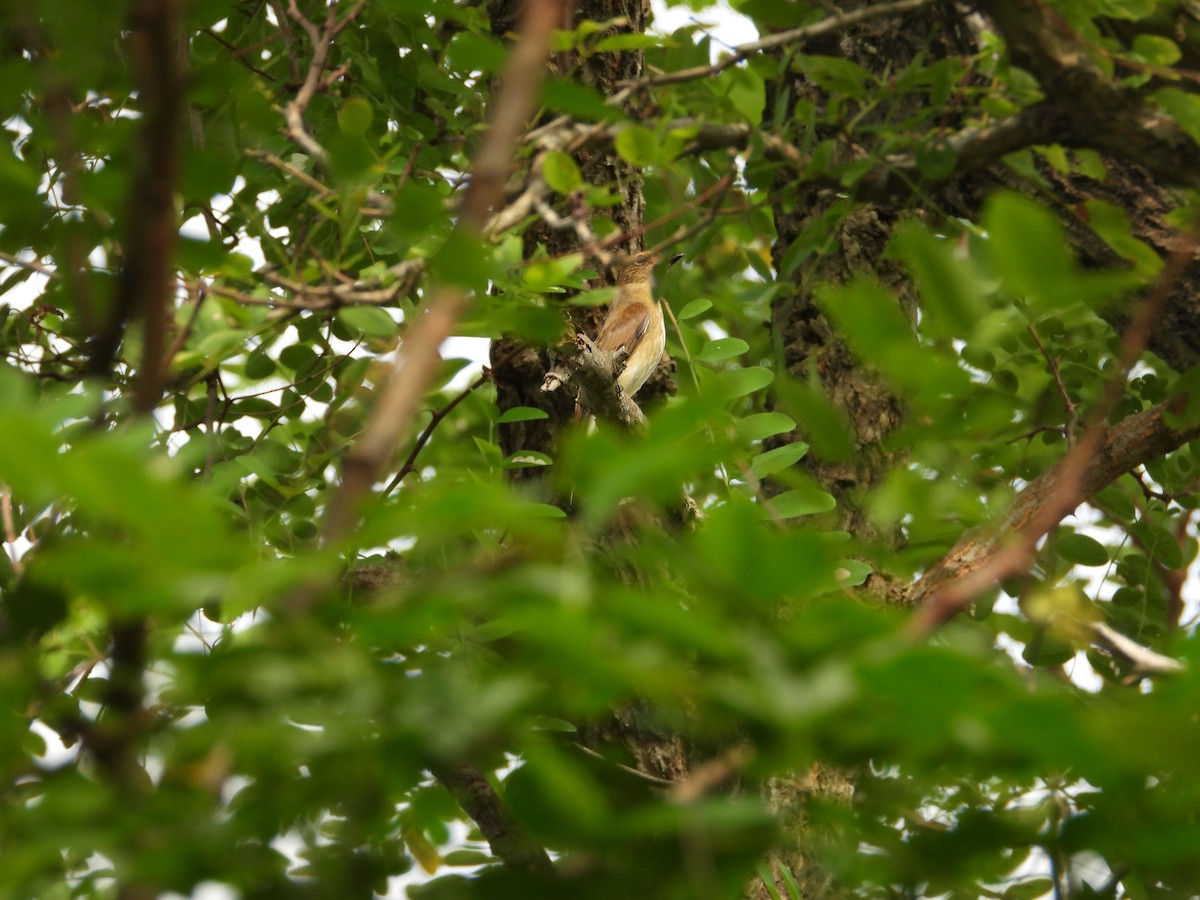 Мухоловка синя - ML645544184