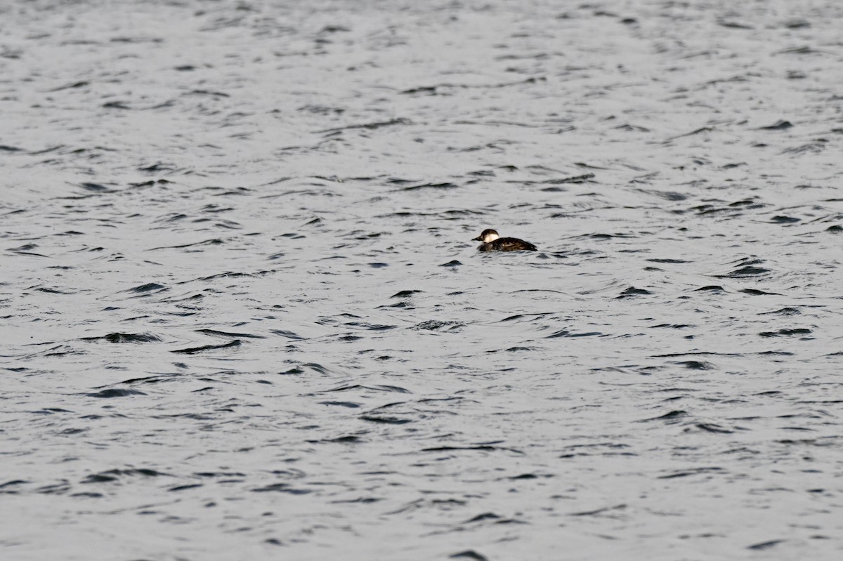 Ahatebeltz eurasiarra - ML645544186