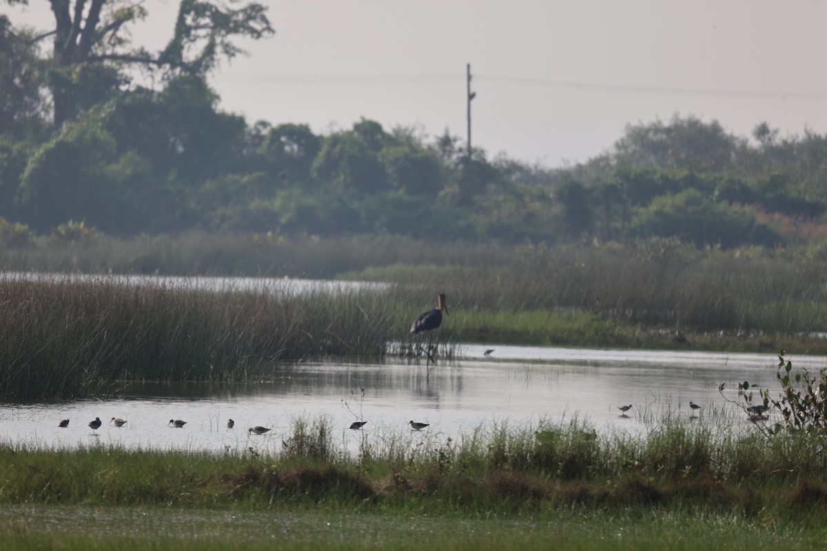 Küçük Marabu - ML645544199