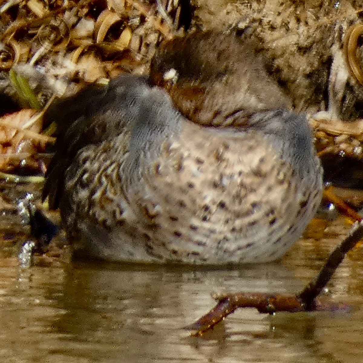 Çamurcun - ML645544202