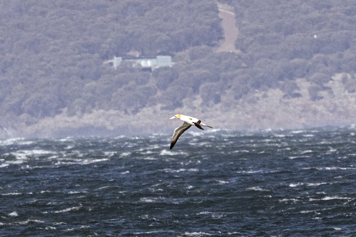 Avustralya Sümsüğü - ML645544203