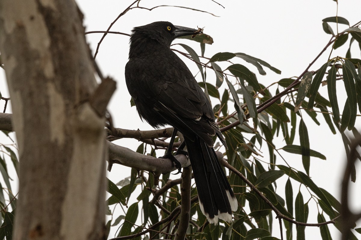 Dumanlı Kurravong - ML645544207