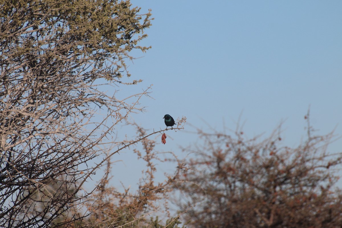 Kap Sığırcığı - ML645544208